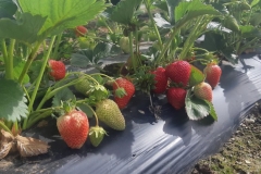 20200528_092518.jpg-rows-of-strawberries-1024x498