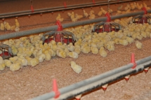 neufeld-farms-chicks
