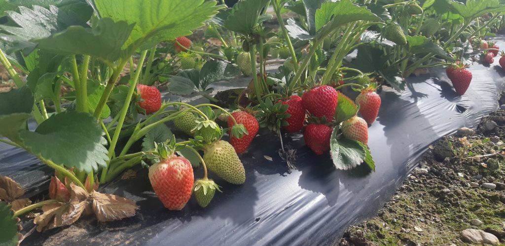 20200528_092518.jpg-rows-of-strawberries-1024x498