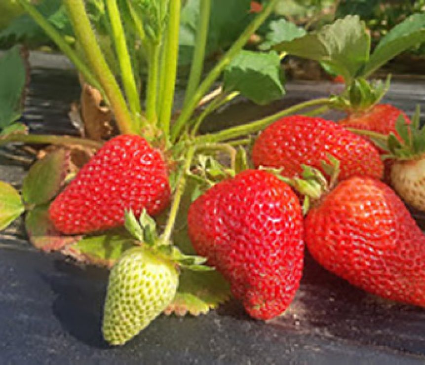 20200528_092743.jpg-strawberry-plants