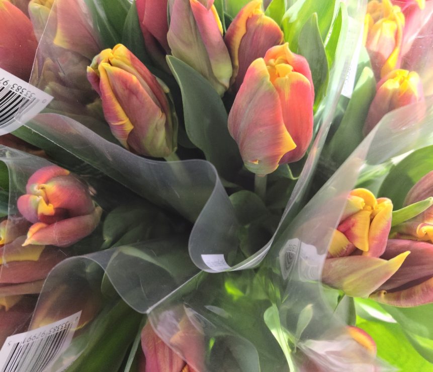 tulips resized